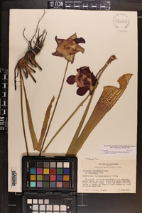 Sarracenia leucophylla image