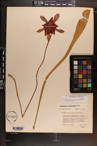 Sarracenia leucophylla image