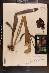 Sarracenia leucophylla image