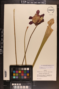 Sarracenia leucophylla image