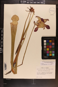 Sarracenia leucophylla image