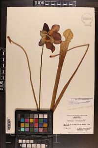 Sarracenia leucophylla image