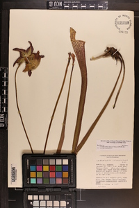 Sarracenia leucophylla image