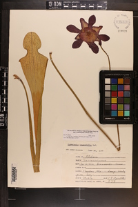 Sarracenia leucophylla image