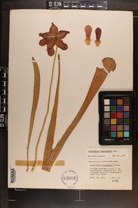 Sarracenia leucophylla image