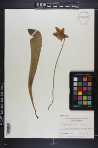 Sarracenia minor image