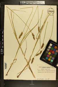 Carex annectens var. xanthocarpa image