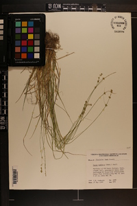 Carex radiata image