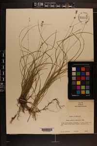 Carex radiata image