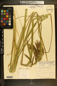 Carex crinita var. brevicrinis image