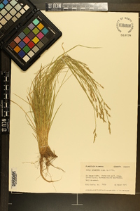 Carex bromoides image