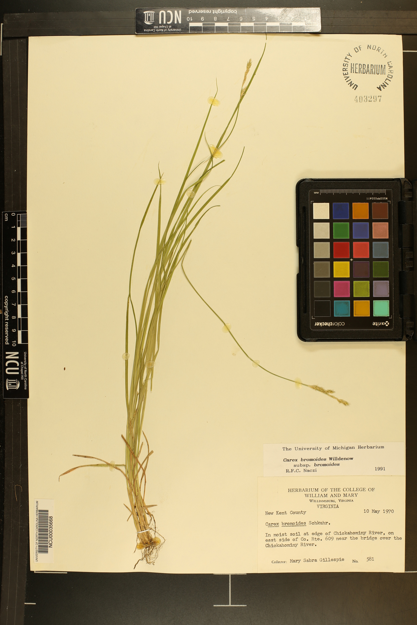 Carex bromoides subsp. bromoides image