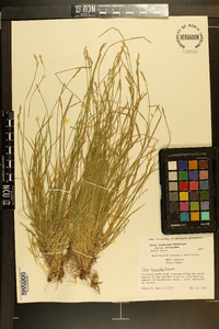 Carex bromoides subsp. bromoides image