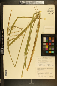 Carex crinita var. crinita image
