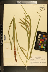 Carex crinita var. crinita image