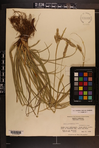 Carex cherokeensis image