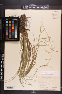 Carex cherokeensis image