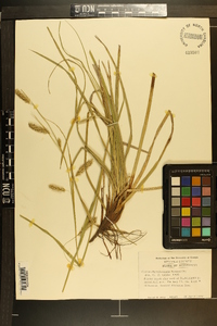 Carex cherokeensis image