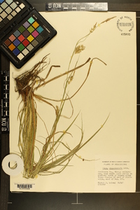 Carex cherokeensis image