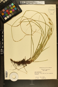 Carex cherokeensis image