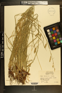 Carex cherokeensis image