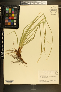 Carex cherokeensis image