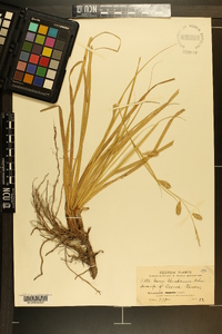 Carex cherokeensis image