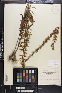 Liatris squarrulosa image