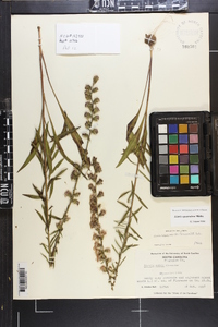 Liatris squarrulosa image