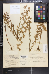 Liatris squarrulosa image