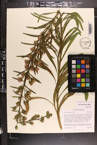 Liatris squarrulosa image