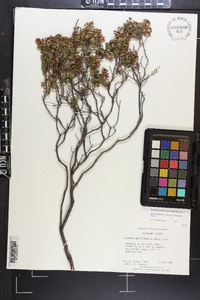 Kalmia buxifolia image