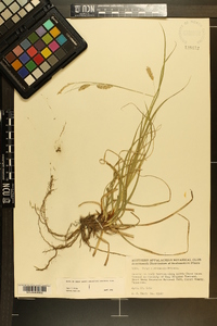 Carex cherokeensis image