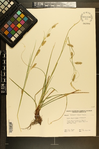 Carex cherokeensis image