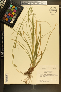 Carex cherokeensis image