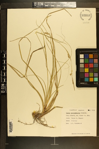 Carex cherokeensis image