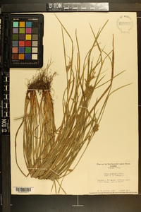 Carex corrugata image