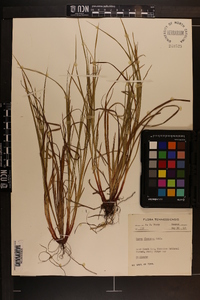 Carex flexuosa image