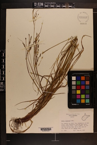 Carex flexuosa image