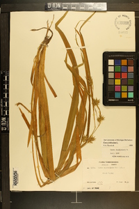 Carex folliculata image