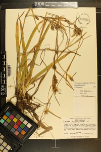 Carex folliculata image