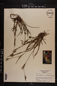 Carex glaucodea image