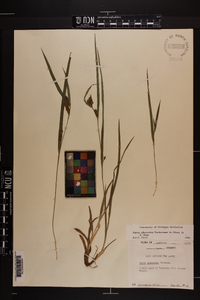 Carex glaucodea image