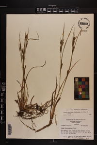 Carex glaucodea image