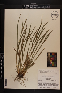 Carex glaucodea image