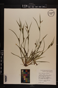 Carex glaucodea image