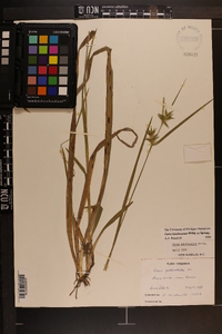 Carex lonchocarpa image