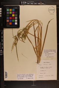 Carex lonchocarpa image