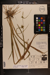 Carex lonchocarpa image