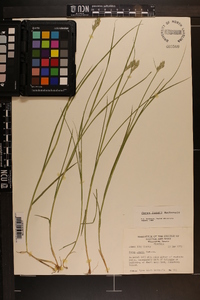 Carex longii image